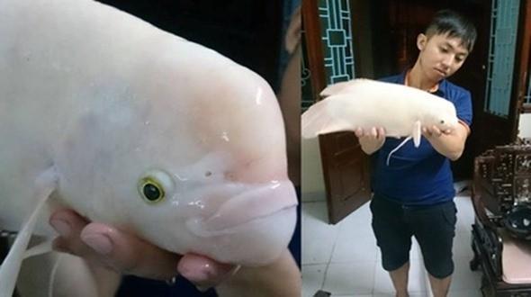 Loài thủy quái xuất hiện ở Việt Nam khiến người dân khiếp sợ-2