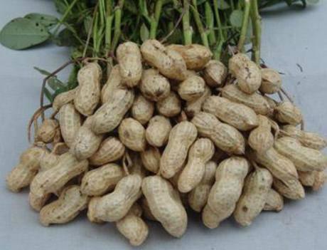 Để luộc lạc vừa ngon vừa thơm, đầu bếp đã làm điều này không phải ai cũng biết-1