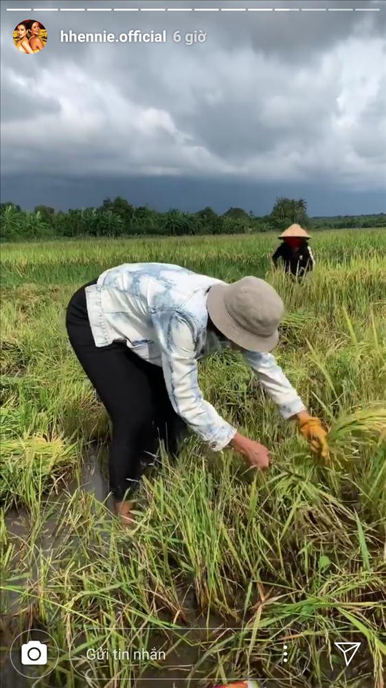 Hái rau - gặt lúa - bắt cua đồng, HHen Niê được phong hoa hậu có một không hai trên quả đất-3