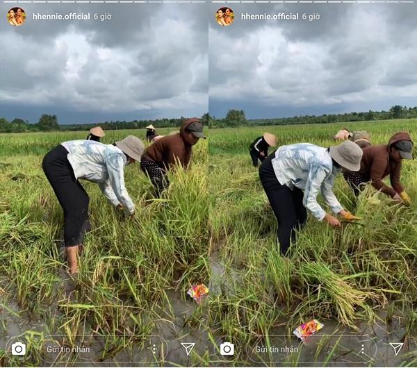 Hái rau - gặt lúa - bắt cua đồng, HHen Niê được phong hoa hậu có một không hai trên quả đất-4