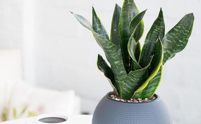 Đặt 3 loại cây phong thủy sau ở văn phòng, đại cát đại lợi, tiền tài ùa về như vũ bão-1