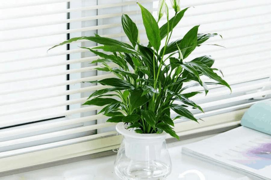 Đặt 3 loại cây phong thủy sau ở văn phòng, đại cát đại lợi, tiền tài ùa về như vũ bão-2