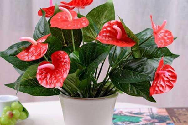 Đầu năm trồng cây lấy lộc chớ chọn 3 loại này kẻo mất vui cả năm-4