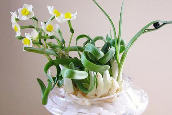 5 loại hoa bày phòng khách hút vượng khí, rước thêm tài lộc