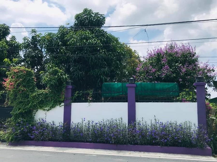 Cư dân mạng bấn loạn vì căn nhà màu tím lịm nổi bật cả một vùng trời-2