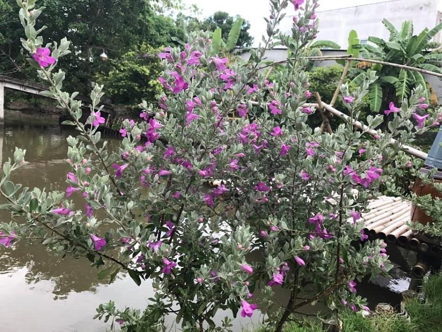 Cư dân mạng bấn loạn vì căn nhà màu tím lịm nổi bật cả một vùng trời-8