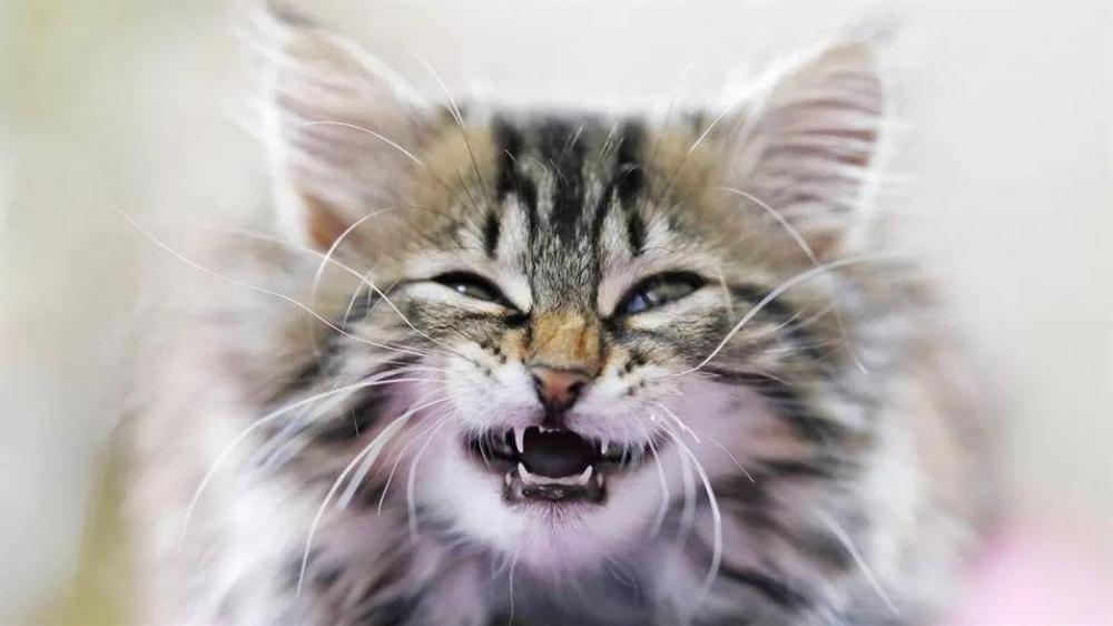 Người đàn ông ở Cà Mau tử vong sau 3 tháng bị mèo cắn-1