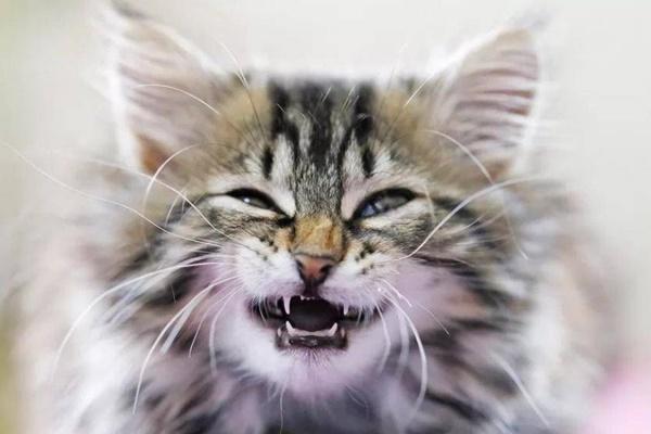 Một thiếu nữ ở Buôn Ma Thuột tử vong sau khi bị mèo cắn-2