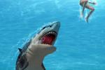 Cá mập trắng tấn công nhóm thợ lặn