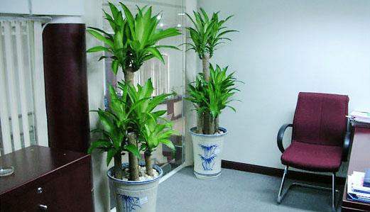 6 loại cây phú quý nên trồng trong nhà giúp lọc không khí, chiêu tài đón lộc-1