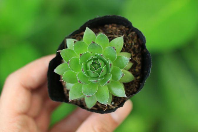 6 loại cây phú quý nên trồng trong nhà giúp lọc không khí, chiêu tài đón lộc-4