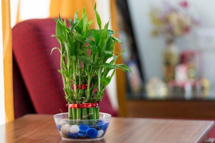 6 loại cây phú quý nên trồng trong nhà giúp lọc không khí, chiêu tài đón lộc-5