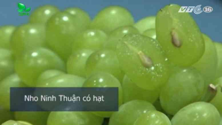 Cách phân biệt nho xanh Trung Quốc với nho xanh Ninh Thuận để chị em tránh mua nhầm-3