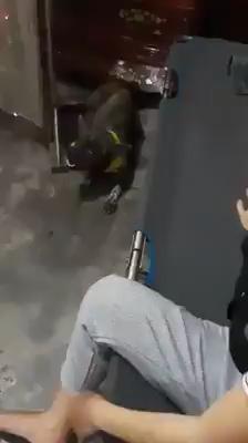 Ở với ngoại bao nhiêu năm, hôm nay ngoại mất, chú chó khóc run nhớ thương chủ-1