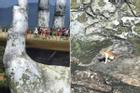 Dân mạng chết cười với hình ảnh chú mèo xuất hiện ở Cầu Vàng: Trẫm là 'hoàng thượng', cần gì phải mua vé!