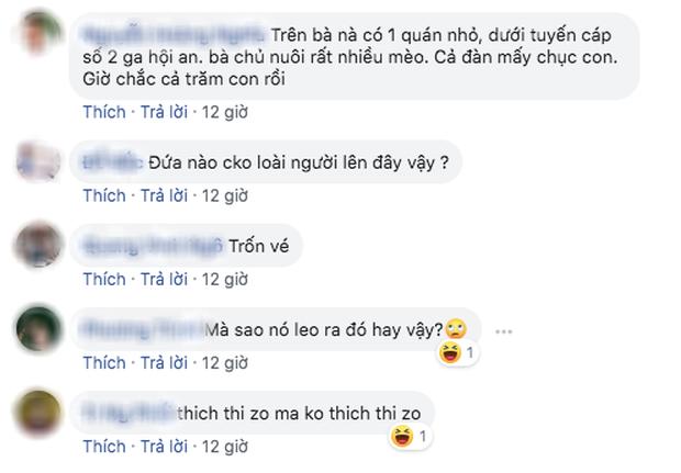 Dân mạng chết cười với hình ảnh chú mèo xuất hiện ở Cầu Vàng: Trẫm là hoàng thượng, cần gì phải mua vé!-5