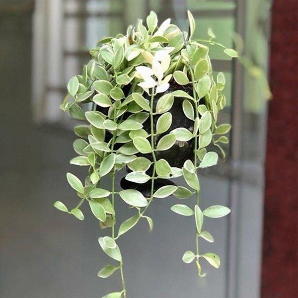 5 loại cây trồng ban công giúp chiêu tài, vượng vận nhà nào cũng nên đặt-5