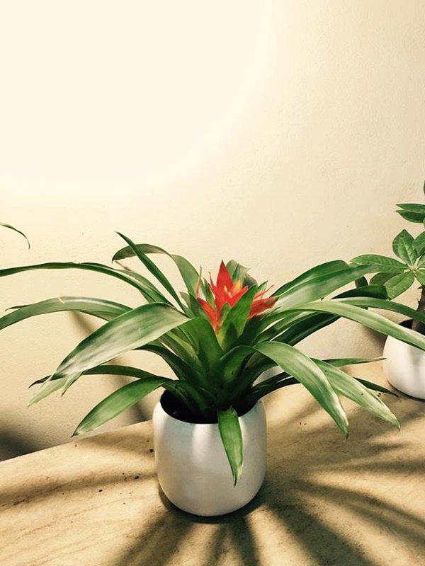 5 loại cây trồng ban công giúp chiêu tài, vượng vận nhà nào cũng nên đặt-6