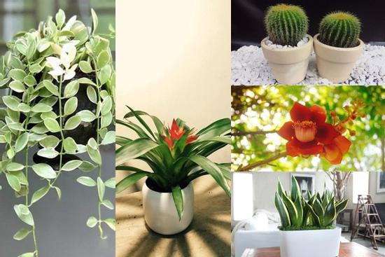 5 loại cây trồng ban công giúp chiêu tài, vượng vận nhà nào cũng nên đặt