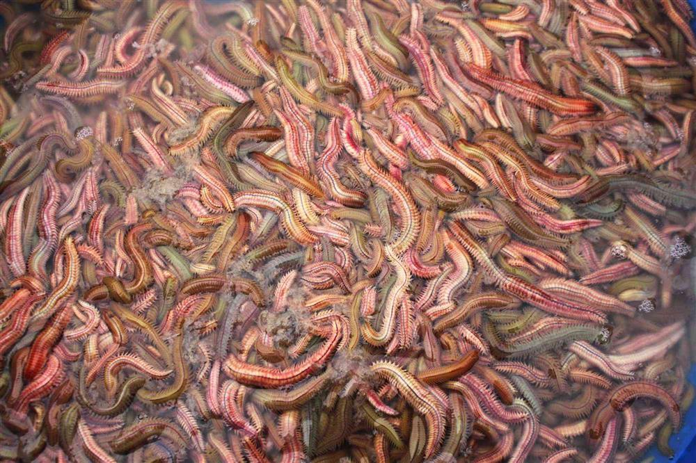 Món ăn từ con vật ngoe nguẩy khiến nhiều người khiếp sợ nhưng hương vị lại ngon khó cưỡng-1