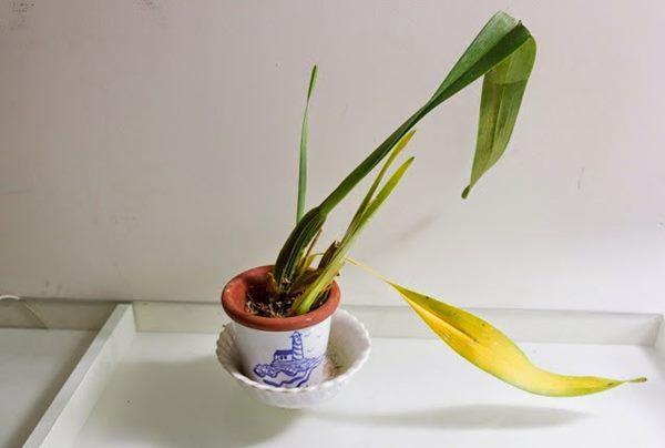 Những loại cây không nên đặt trong nhà 3 tháng cuối năm kẻo tiền đội nón ra đi-1