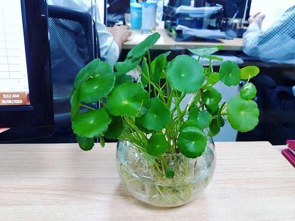 4 mẹo phong thủy giúp cuối năm cải vận, mở cửa đón Thần Tài-2