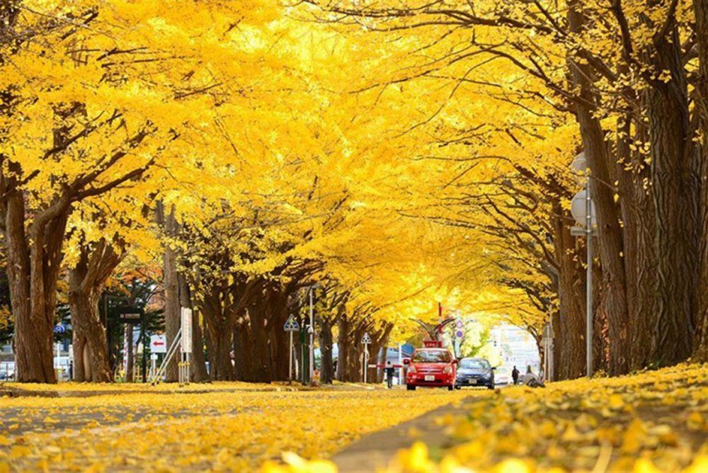 7 con đường mùa thu như chỉ có trong cổ tích-3