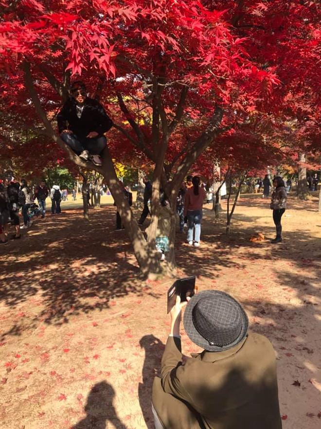 Khách Việt trèo cây, tạo dáng chụp ảnh ở Hàn Quốc-1