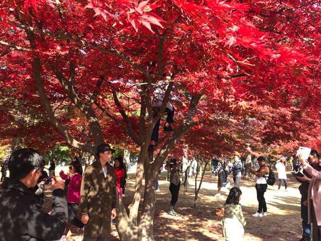 Khách Việt trèo cây, tạo dáng chụp ảnh ở Hàn Quốc-2