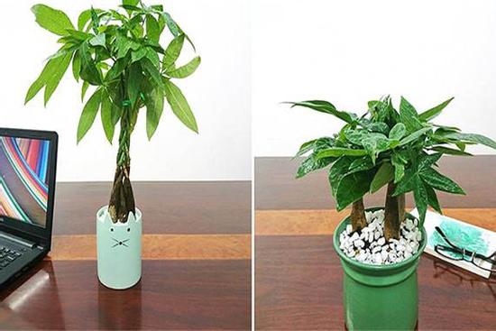 Cây kim ngân hợp tuổi nào để tiền vào như thác, sự nghiệp hanh thông?