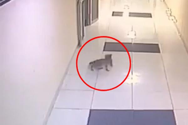 Hàng chục con mèo bị đánh bả ở chung cư quận 1, TP.HCM-6