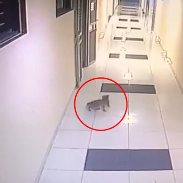 Clip: Mèo cưng ra ngoài lúc nửa đêm bị hàng xóm đập chết vì mèo ở hành lang tức là mèo hoang-3