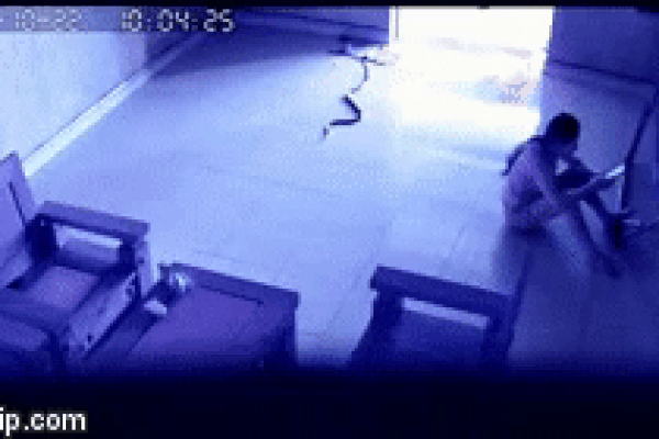 Xôn xao hình ảnh con rắn lớn cuộn mình trên giường khiến nhiều người phát hoảng-3