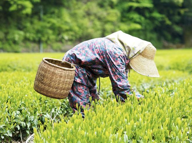 Làm việc tới biến dạng tay, thực tập sinh tại Nhật vẫn bị đuổi về nước-2