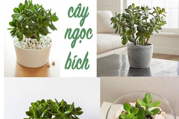 Nhà có 1 trong những con giáp này đảm bảo chẳng bao giờ nghèo, hết tiền lại có-4