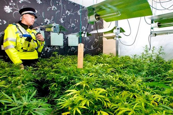 Cuộc sống ngục tù của người Việt trồng cần sa trên đất Anh-1