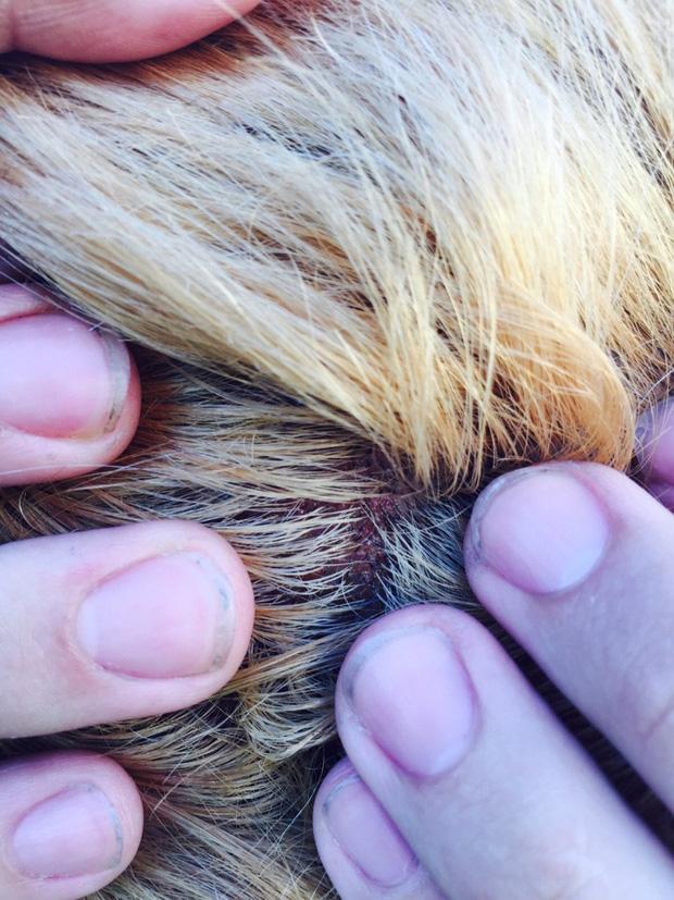 Nổi da gà với tình cảnh cô gái tẩy tóc bị rụng nguyên cả mảng đến mức hói đầu-8