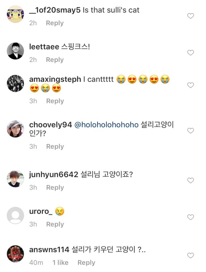 Sự thật về việc Yoo Ah In nuôi mèo cưng của Sulli-6