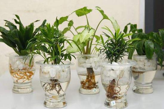 Các loại cây thủy để bàn hút tài lộc, đặt đâu tiền chảy ào ào về đó