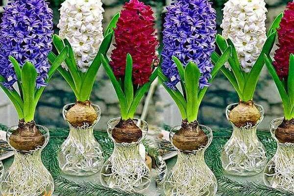 Các loại cây thủy để bàn hút tài lộc, đặt đâu tiền chảy ào ào về đó-2