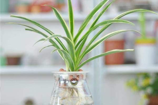 Các loại cây thủy để bàn hút tài lộc, đặt đâu tiền chảy ào ào về đó-5
