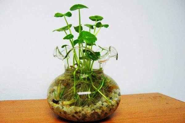 Các loại cây thủy để bàn hút tài lộc, đặt đâu tiền chảy ào ào về đó-6