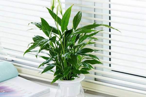 Các loại cây thủy để bàn hút tài lộc, đặt đâu tiền chảy ào ào về đó-7