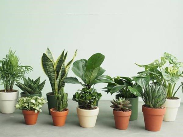 Bài trí phòng khách kiểu này chẳng khác nào phản phong thủy, Thần Tài ngao ngán bỏ đi-3