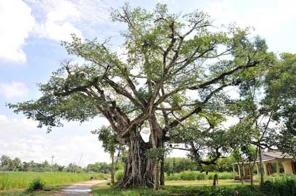 5 loại cây tuyệt đối không trồng trước nhà 3 tháng cuối năm, có phải chặt ngay mới tốt-4