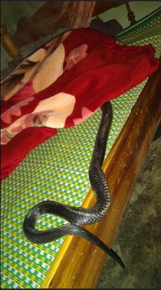 Xôn xao hình ảnh con rắn lớn cuộn mình trên giường khiến nhiều người phát hoảng-2