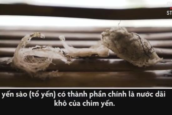 Trèo lên vách đá dựng đứng, mạo hiểm tính mạng hái tổ yến