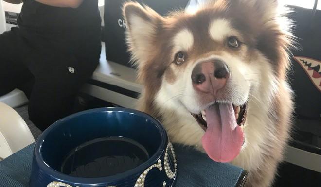 Thiếu gia ăn chơi nhất Trung Quốc bị tòa cắt mọi chi tiêu xa xỉ-2