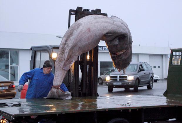 Iceland có món cá mập thối kinh dị đến mức khiến Gordon Ramsay nôn mửa ngay khi vừa nếm, nhưng nhiều người vẫn thích mê-1