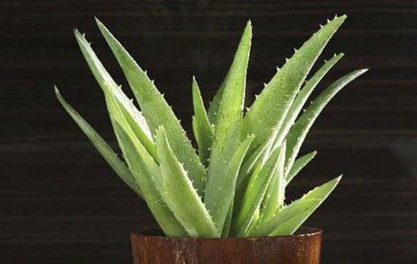 Trong bếp trồng ngay cây này, tiền thi nhau đổ ào ào, Thần Tài ưng ý xin gì cũng cho-1